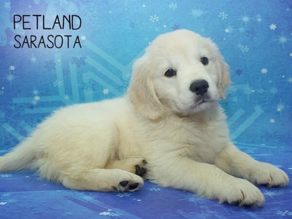 Golden Retriever-DOG-Female-Golden-24501-Dream Tails Sarasota, Florida