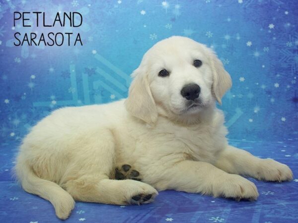 Golden Retriever-DOG-Male-Golden-24502-Dream Tails Sarasota, Florida