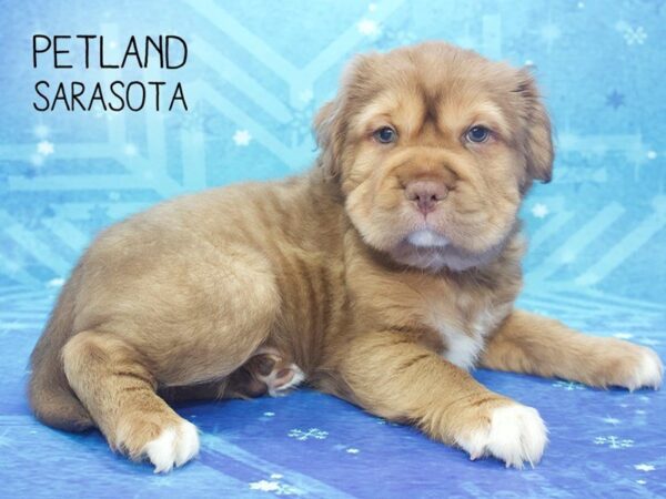 Mini Hippo-DOG-Male-CHOC WHITE-24503-Dream Tails Sarasota, Florida