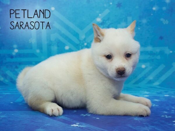 Shiba Inu-DOG-Female-Cream-24504-Dream Tails Sarasota, Florida