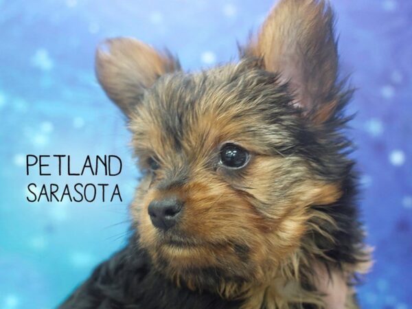 Yorkshire Terrier-DOG-Female-BLACK TAN-24505-Dream Tails Sarasota, Florida