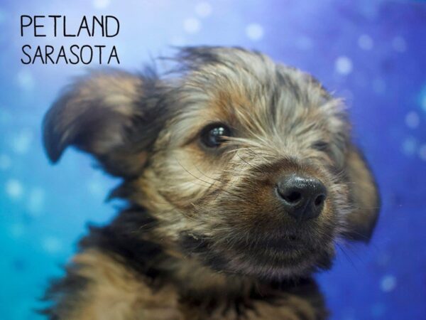 Yorkshire Terrier-DOG-Female-BLACK TAN-24506-Dream Tails Sarasota, Florida