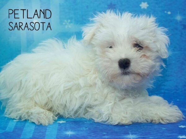 Maltese-DOG-Male-WHITE-24507-Dream Tails Sarasota, Florida