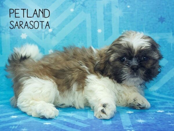Shih Tzu-DOG-Male-brown white-24508-Dream Tails Sarasota, Florida