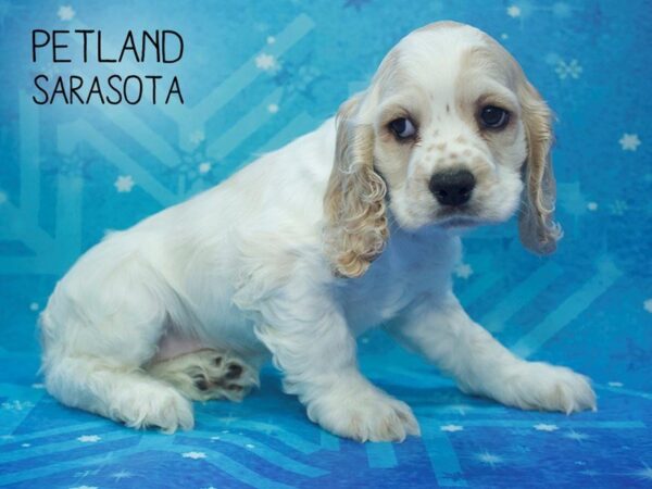 Cocker Spaniel-DOG-Male-BUFF WHITE-24509-Dream Tails Sarasota, Florida