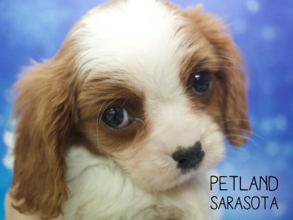 Cavalier King Charles Spaniel-DOG-Male-Red / White-24519-Dream Tails Sarasota, Florida