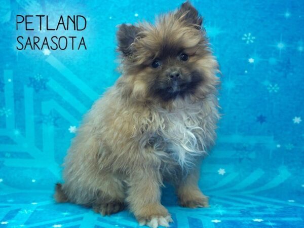 Pomeranian-DOG-Male-Sable-24520-Dream Tails Sarasota, Florida