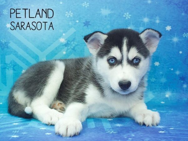 Siberian Husky-DOG-Female-Black / White-24521-Dream Tails Sarasota, Florida