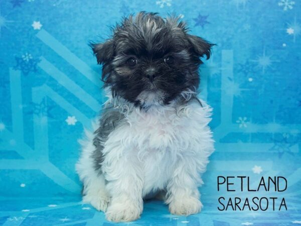 Teddy Bear-DOG-Female-Sable-24522-Dream Tails Sarasota, Florida