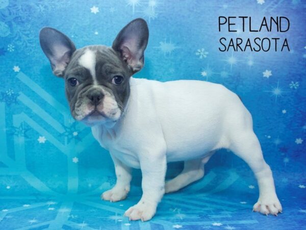 French Bulldog-DOG-Male-Black Brindle-24524-Dream Tails Sarasota, Florida