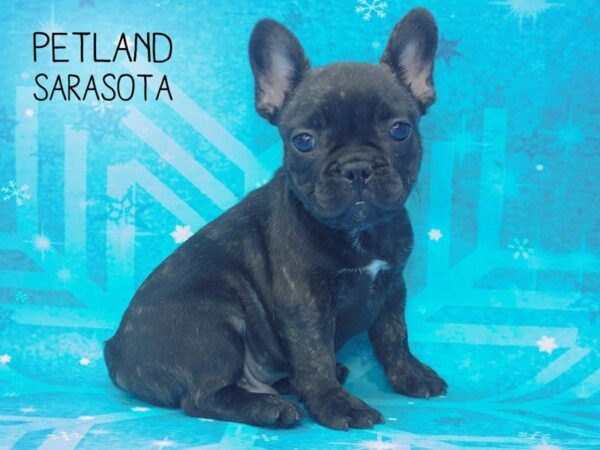 French Bulldog-DOG-Male-Blue Pied-24525-Dream Tails Sarasota, Florida
