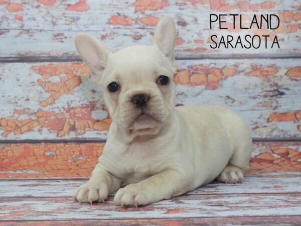 French Bulldog-DOG-Male-CREAM WHITE-24553-Dream Tails Sarasota, Florida