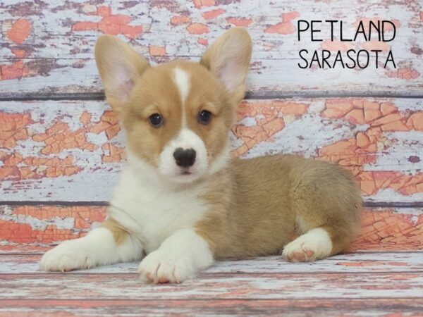 Pembroke Welsh Corgi-DOG-Male-Sable / White-24552-Dream Tails Sarasota, Florida
