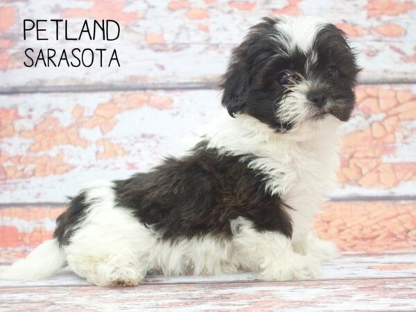 Teddy Bear-DOG-Female-BLK WHITE-24549-Dream Tails Sarasota, Florida