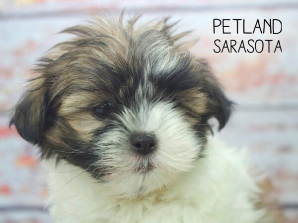 Malshih-DOG-Female-brown white-24548-Dream Tails Sarasota, Florida