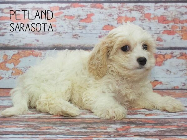 Cavachon-DOG-Female-BLENHEIM-24547-Dream Tails Sarasota, Florida