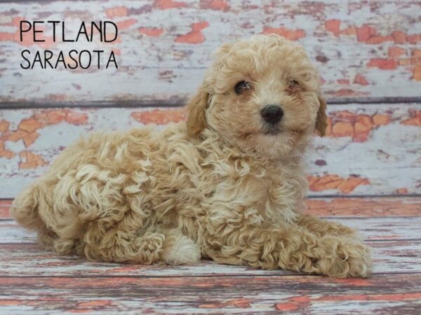 Poodle-DOG-Male-RED-24546-Dream Tails Sarasota, Florida