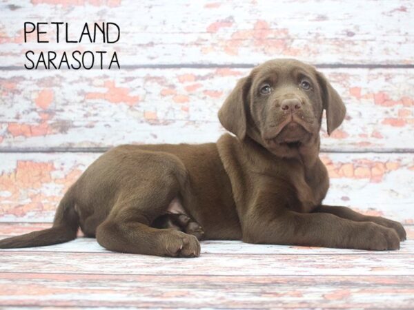 Labrador Retriever-DOG-Male-Choc-24545-Dream Tails Sarasota, Florida