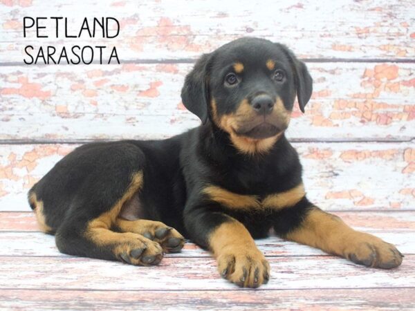 Rottweiler-DOG-Female-Black Tan-24544-Dream Tails Sarasota, Florida