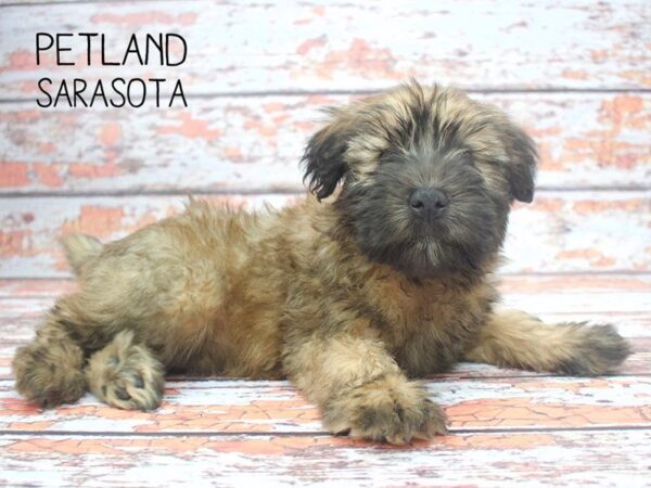 Soft Coated Wheaten Terrier-DOG-Female-Wheaton-24543-Dream Tails Sarasota, Florida