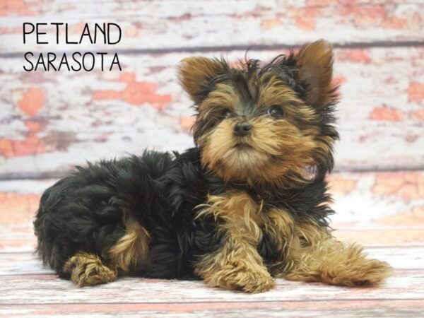 Yorkshire Terrier-DOG-Male-Black / Tan-24542-Dream Tails Sarasota, Florida