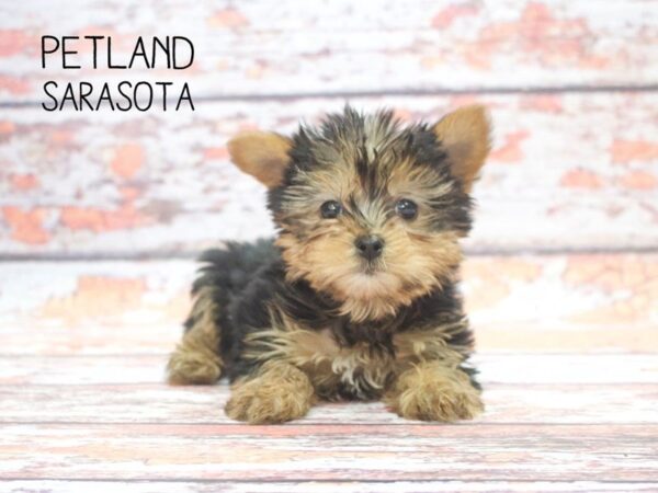 Yorkshire Terrier-DOG-Female-Black / Tan-24540-Dream Tails Sarasota, Florida