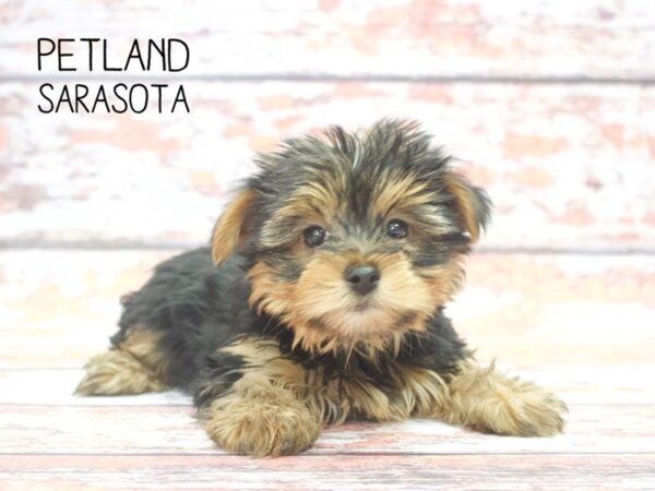 Yorkshire Terrier-DOG-Female-Black / Tan-24539-Dream Tails Sarasota, Florida