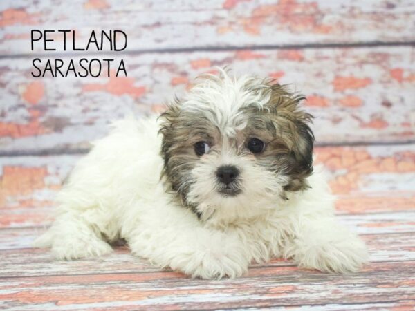 Zuchon-DOG-Female-GLD & WH-24537-Dream Tails Sarasota, Florida