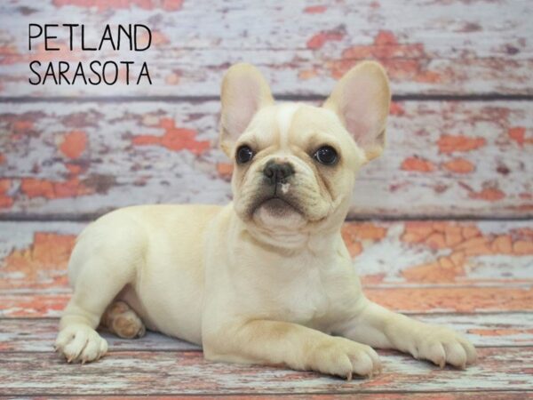French Bulldog-DOG-Female-CR-24535-Dream Tails Sarasota, Florida