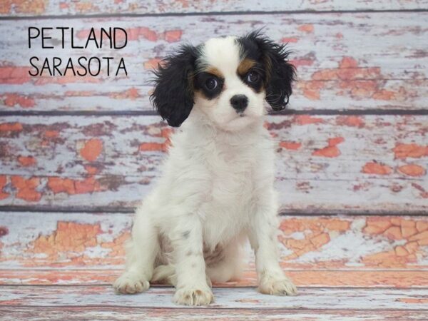 Cavalier King Charles-DOG-Female-BLK & WH:TN MKGS-24533-Dream Tails Sarasota, Florida