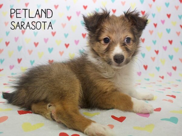 Shetland Sheepdog-DOG-Male-Sable & White-24571-Dream Tails Sarasota, Florida