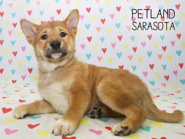 Shiba Inu-DOG-Male-Red-24570-Dream Tails Sarasota, Florida
