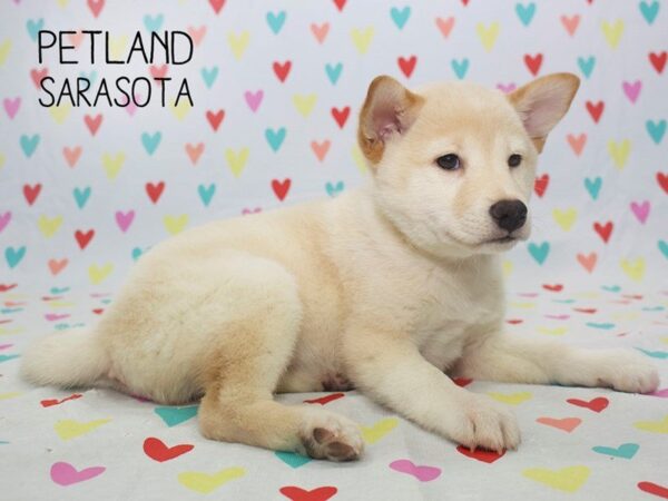 Shiba Inu-DOG-Female-Cream-24569-Dream Tails Sarasota, Florida