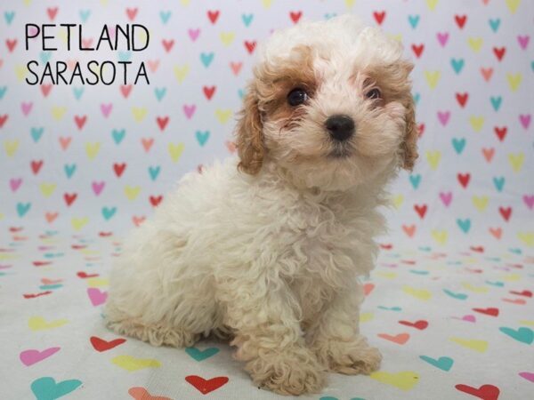 Poodle-DOG-Male-Brown white-24568-Dream Tails Sarasota, Florida