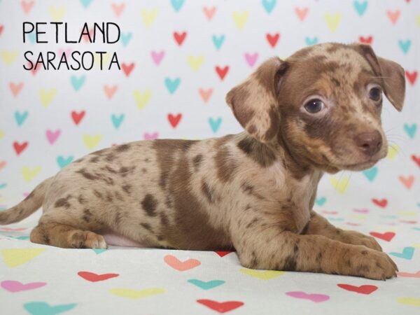 Chaweenie-DOG-Male-Dapple-24567-Dream Tails Sarasota, Florida