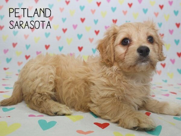 Cockapoo-DOG-Male-Red-24566-Dream Tails Sarasota, Florida