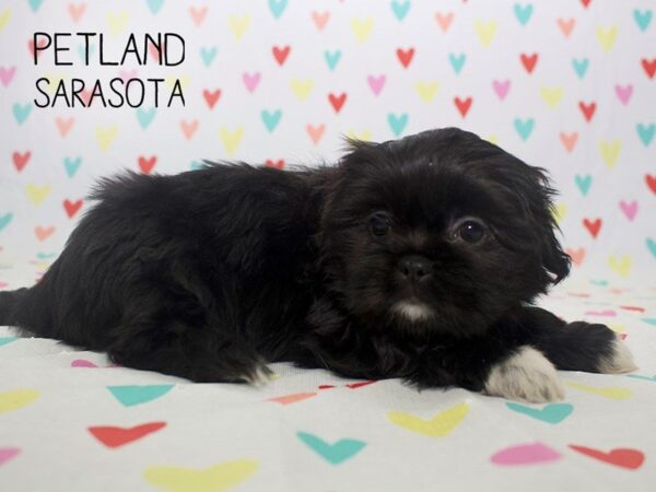 Teddy-DOG-Male-Black white-24565-Dream Tails Sarasota, Florida