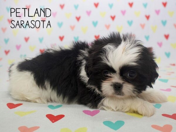 Teddy Bear-DOG-Female-Black white-24564-Dream Tails Sarasota, Florida