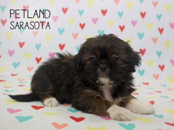 Mal Shi-DOG-Female-Brindle white-24563-Dream Tails Sarasota, Florida