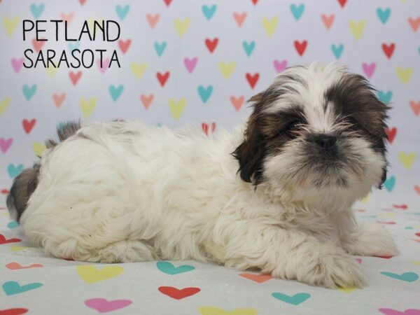 Shih Tzu-DOG-Female-Brindle white-24562-Dream Tails Sarasota, Florida