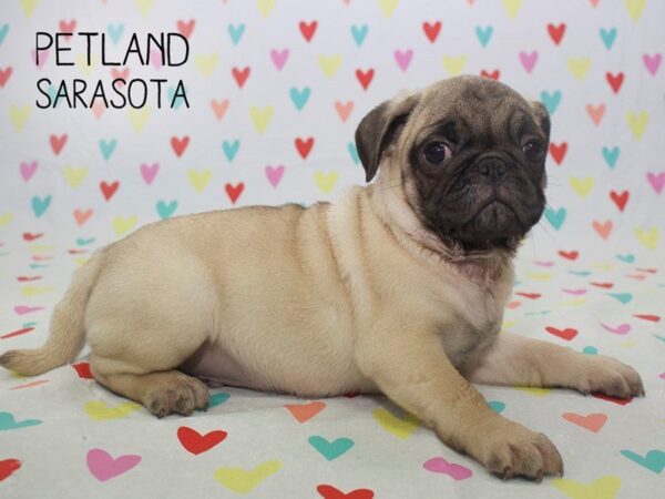 Pug-DOG-Male-FAWN-24561-Dream Tails Sarasota, Florida