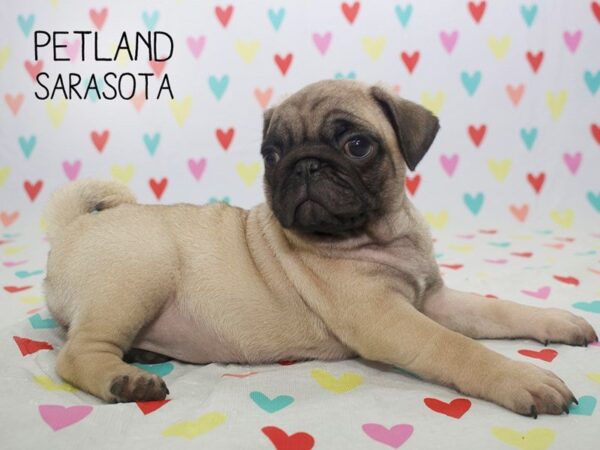 Pug-DOG-Female-FAWN-24560-Dream Tails Sarasota, Florida