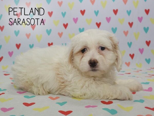 Cavachon-DOG-Male-Cream White-24559-Dream Tails Sarasota, Florida