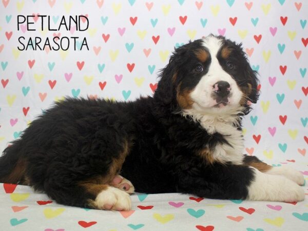 Bernese Mountain Dog-DOG-Male-Tri-24558-Dream Tails Sarasota, Florida