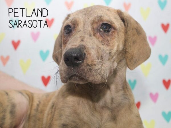 Great Dane-DOG-Female-brindle white-24556-Dream Tails Sarasota, Florida