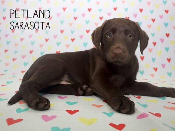 Labrador Retriever-DOG-Female-Chocolate-24555-Dream Tails Sarasota, Florida