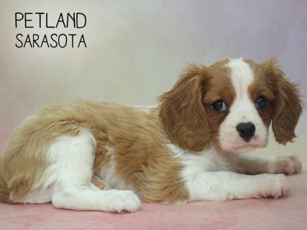 Cavalier King Charles Spaniel-DOG-Male-BLENHEIM-24599-Dream Tails Sarasota, Florida