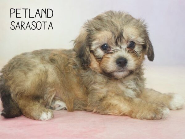 Lhasachon-DOG-Male-Beige-24600-Dream Tails Sarasota, Florida