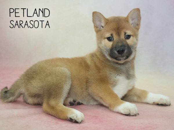 Shiba Inu-DOG-Female-RED WHITE-24598-Dream Tails Sarasota, Florida