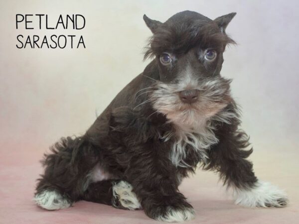 Miniature Schnauzer-DOG-Female-Black White-24597-Dream Tails Sarasota, Florida